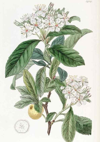 Reproducción/Reproduction 8616930462: Edwards's botanical register.. London :James Ridgway,1829-1847.