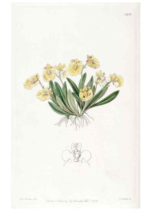 Reproducción/Reproduction 8616930808: Edwards's botanical register.. London :James Ridgway,1829-1847.