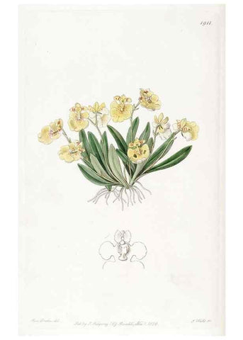 Reproducción/Reproduction 8616930808: Edwards's botanical register.. London :James Ridgway,1829-1847.