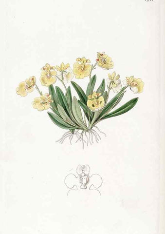 Reproducción/Reproduction 8616930808: Edwards's botanical register.. London :James Ridgway,1829-1847.