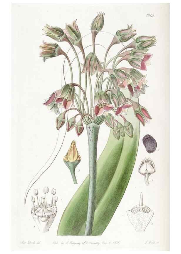 Reproducción/Reproduction 8616931162: Edwards's botanical register.. London :James Ridgway,1829-1847.