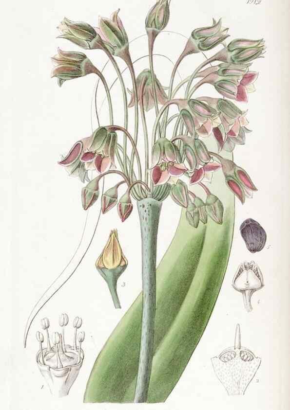 Reproducción/Reproduction 8616931162: Edwards's botanical register.. London :James Ridgway,1829-1847.