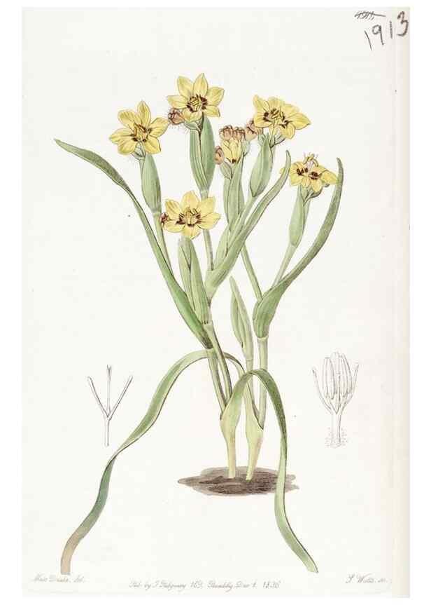 Reproducción/Reproduction 8616932014: Edwards's botanical register.. London :James Ridgway,1829-1847.