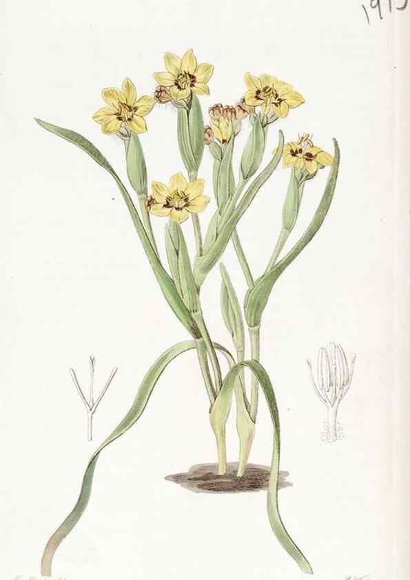 Reproducción/Reproduction 8616932014: Edwards's botanical register.. London :James Ridgway,1829-1847.