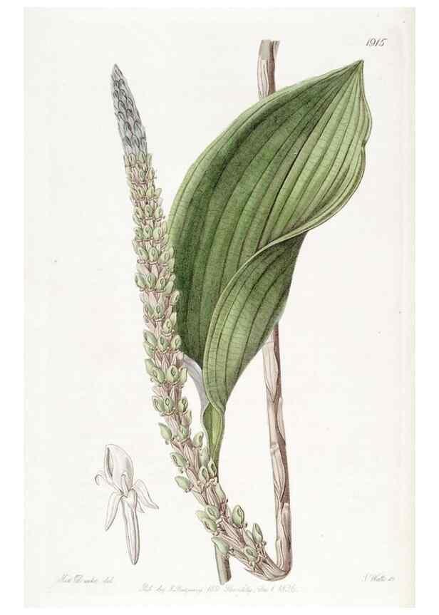 Reproducción/Reproduction 8616932522: Edwards's botanical register.. London :James Ridgway,1829-1847.