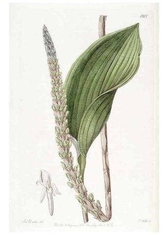 Reproducción/Reproduction 8616932522: Edwards's botanical register.. London :James Ridgway,1829-1847.