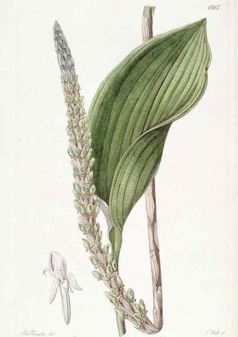Reproducción/Reproduction 8616932522: Edwards's botanical register.. London :James Ridgway,1829-1847.