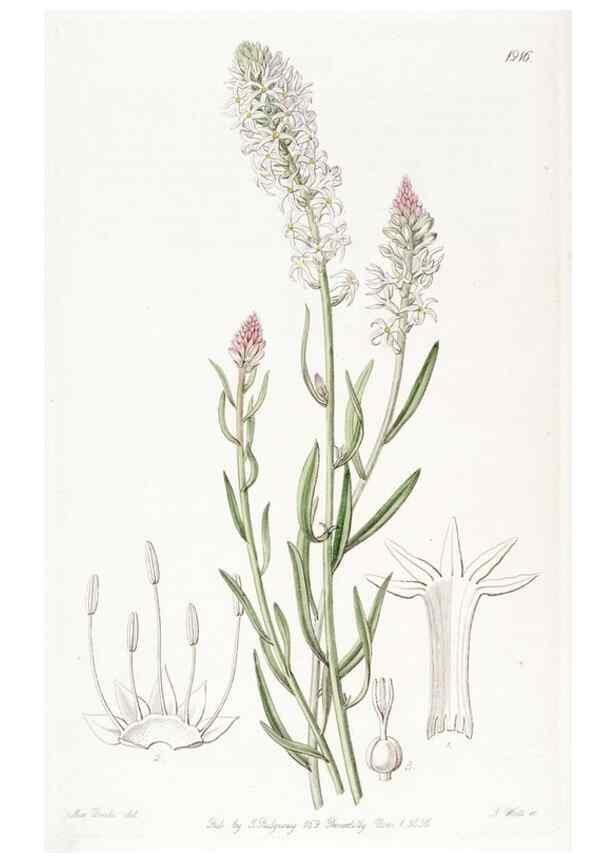 Reproducción/Reproduction 8615829587: Edwards's botanical register.. London :James Ridgway,1829-1847.