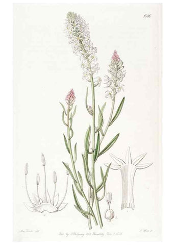 Reproducción/Reproduction 8615829587: Edwards's botanical register.. London :James Ridgway,1829-1847.