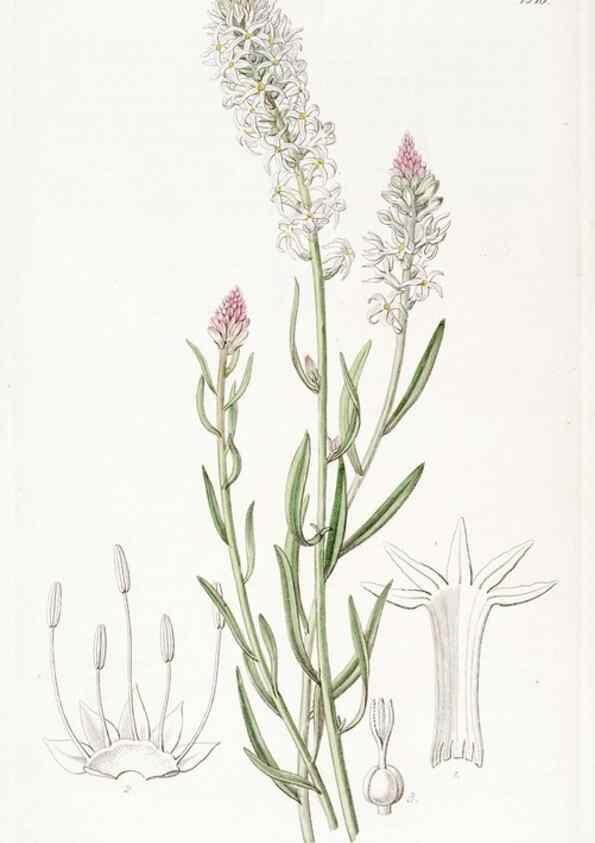 Reproducción/Reproduction 8615829587: Edwards's botanical register.. London :James Ridgway,1829-1847.