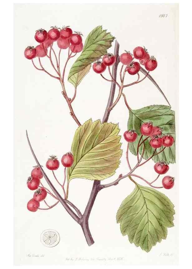 Reproducción/Reproduction 8616933690: Edwards's botanical register.. London :James Ridgway,1829-1847.