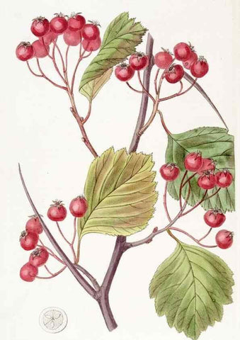 Reproducción/Reproduction 8616933690: Edwards's botanical register.. London :James Ridgway,1829-1847.