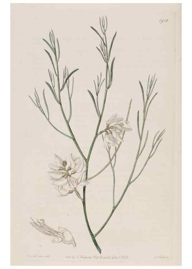 Reproducción/Reproduction 8615830421: Edwards's botanical register.. London :James Ridgway,1829-1847.