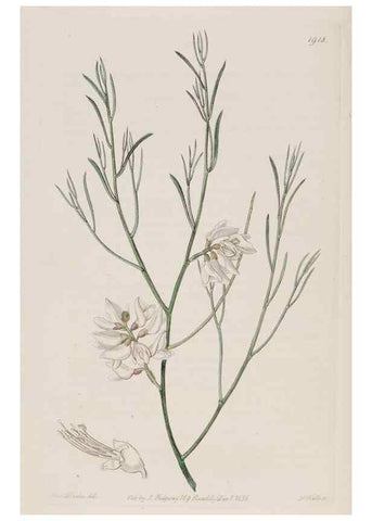 Reproducción/Reproduction 8615830421: Edwards's botanical register.. London :James Ridgway,1829-1847.