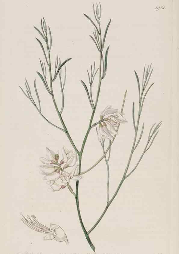 Reproducción/Reproduction 8615830421: Edwards's botanical register.. London :James Ridgway,1829-1847.