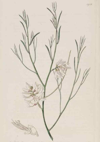 Reproducción/Reproduction 8615830421: Edwards's botanical register.. London :James Ridgway,1829-1847.
