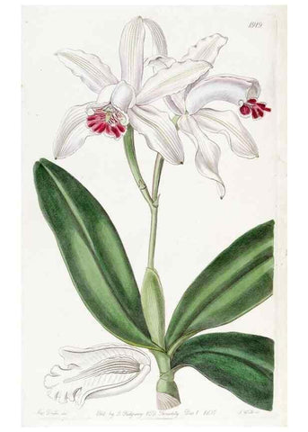 Reproducción/Reproduction 8616934636: Edwards's botanical register.. London :James Ridgway,1829-1847.