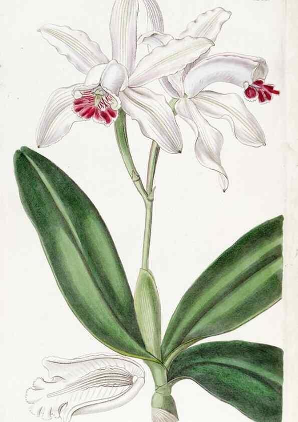 Reproducción/Reproduction 8616934636: Edwards's botanical register.. London :James Ridgway,1829-1847.