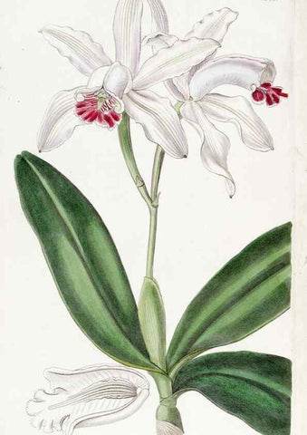 Reproducción/Reproduction 8616934636: Edwards's botanical register.. London :James Ridgway,1829-1847.