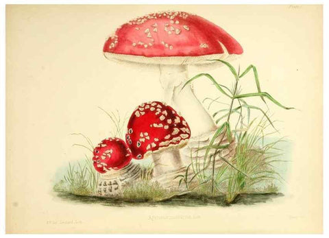 Reproducción/Reproduction 8619405980: Illustrations of British mycology,. London,Reeve, Benham and Reeve,1847-55.