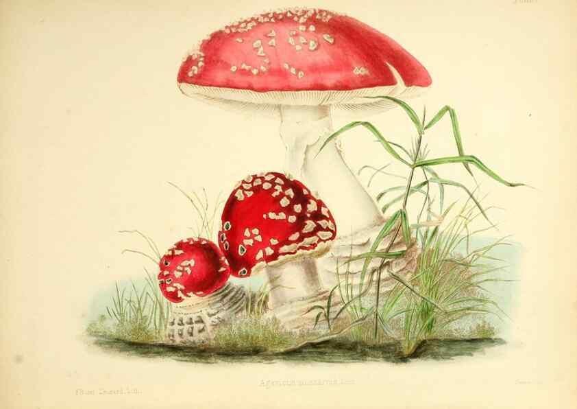 Reproducción/Reproduction 8619405980: Illustrations of British mycology,. London,Reeve, Benham and Reeve,1847-55.