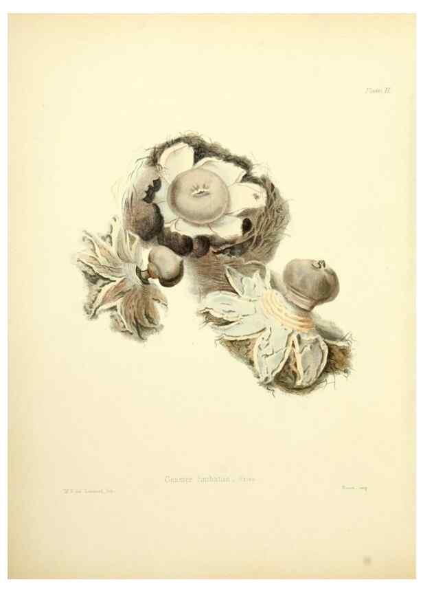 Reproducción/Reproduction 8619406470: Illustrations of British mycology,. London,Reeve, Benham and Reeve,1847-55.