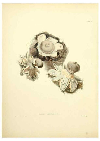 Reproducción/Reproduction 8619406470: Illustrations of British mycology,. London,Reeve, Benham and Reeve,1847-55.