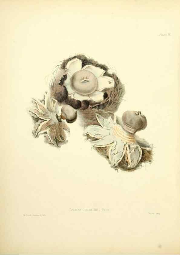 Reproducción/Reproduction 8619406470: Illustrations of British mycology,. London,Reeve, Benham and Reeve,1847-55.