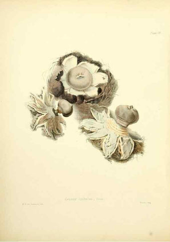 Reproducción/Reproduction 8619406470: Illustrations of British mycology,. London,Reeve, Benham and Reeve,1847-55.