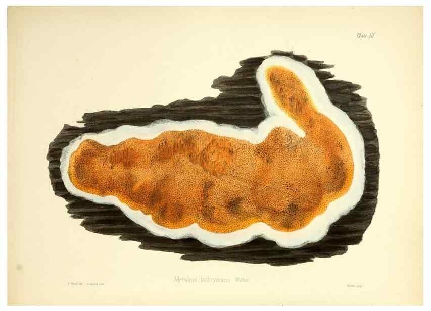 Reproducción/Reproduction 8618300125: Illustrations of British mycology,. London,Reeve, Benham and Reeve,1847-55.