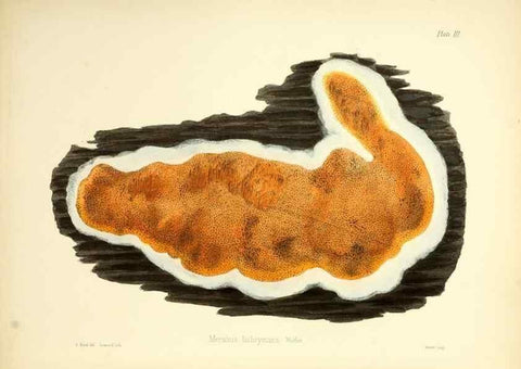 Reproducción/Reproduction 8618300125: Illustrations of British mycology,. London,Reeve, Benham and Reeve,1847-55.