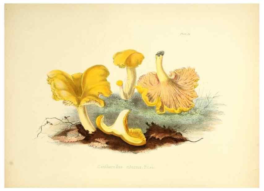Reproducción/Reproduction 8619407148: Illustrations of British mycology,. London,Reeve, Benham and Reeve,1847-55.