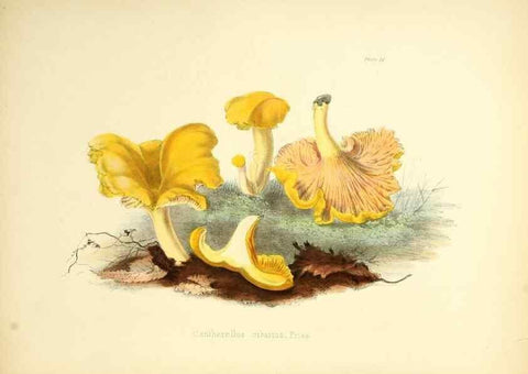 Reproducción/Reproduction 8619407148: Illustrations of British mycology,. London,Reeve, Benham and Reeve,1847-55.