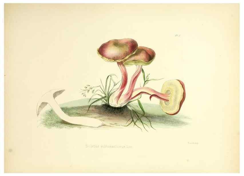 Reproducción/Reproduction 8618300755: Illustrations of British mycology,. London,Reeve, Benham and Reeve,1847-55.