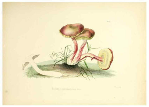 Reproducción/Reproduction 8618300755: Illustrations of British mycology,. London,Reeve, Benham and Reeve,1847-55.