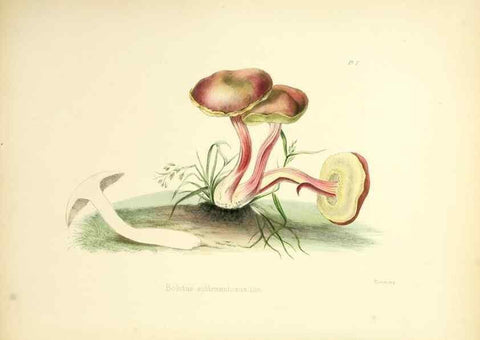 Reproducción/Reproduction 8618300755: Illustrations of British mycology,. London,Reeve, Benham and Reeve,1847-55.