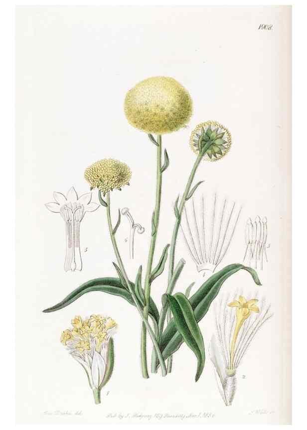 Reproducción/Reproduction 8615825369: Edwards's botanical register.. London :James Ridgway,1829-1847.