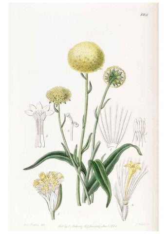 Reproducción/Reproduction 8615825369: Edwards's botanical register.. London :James Ridgway,1829-1847.