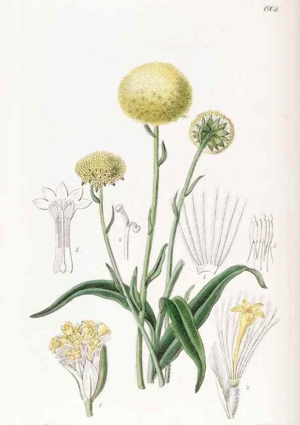 Reproducción/Reproduction 8615825369: Edwards's botanical register.. London :James Ridgway,1829-1847.