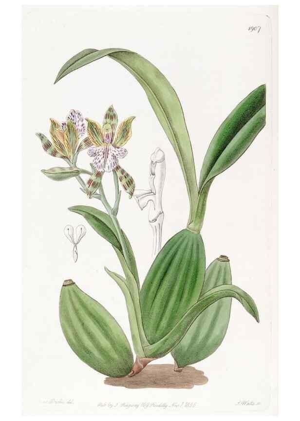 Reproducción/Reproduction 8615824947: Edwards's botanical register.. London :James Ridgway,1829-1847.