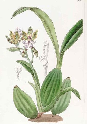 Reproducción/Reproduction 8615824947: Edwards's botanical register.. London :James Ridgway,1829-1847.