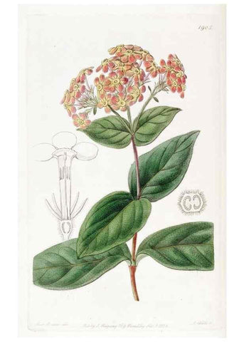 Reproducción/Reproduction 8615823941: Edwards's botanical register.. London :James Ridgway,1829-1847.