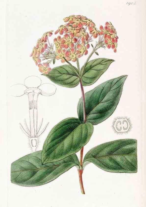 Reproducción/Reproduction 8615823941: Edwards's botanical register.. London :James Ridgway,1829-1847.