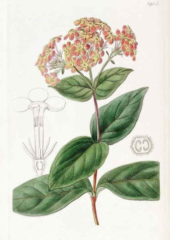 Reproducción/Reproduction 8615823941: Edwards's botanical register.. London :James Ridgway,1829-1847.