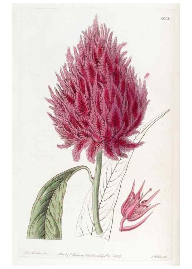 Reproducción/Reproduction 8616889376: Edwards's botanical register.. London :James Ridgway,1829-1847.