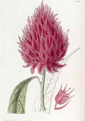 Reproducción/Reproduction 8616889376: Edwards's botanical register.. London :James Ridgway,1829-1847.