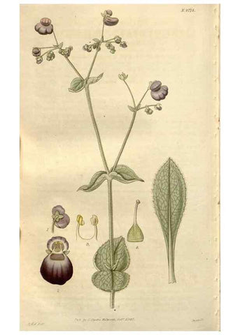 Reproducción/Reproduction 8611176444: Curtis's botanical magazine.. London ;New York [etc.] :Academic Press [etc.]