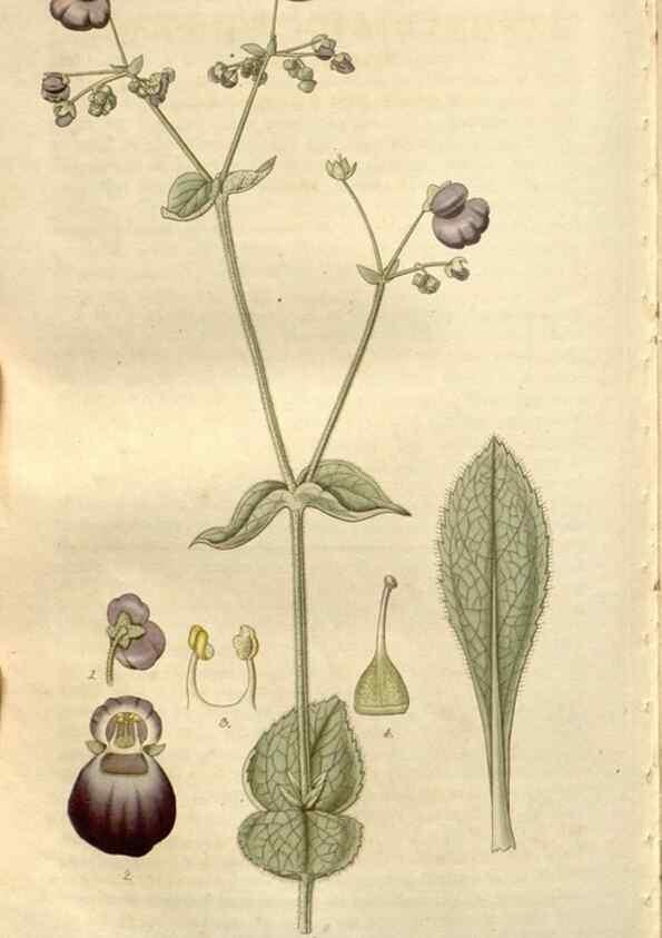Reproducción/Reproduction 8611176444: Curtis's botanical magazine.. London ;New York [etc.] :Academic Press [etc.]