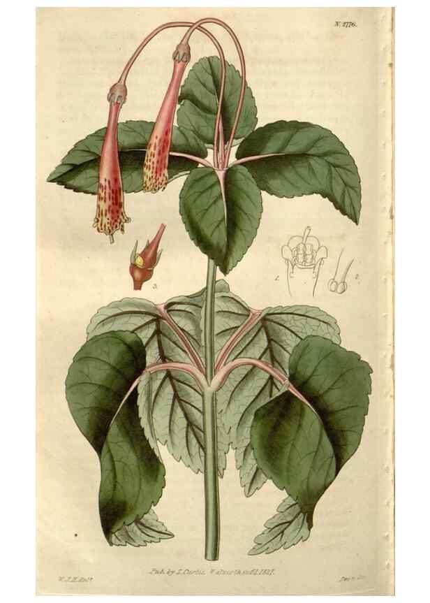 Reproducción/Reproduction 8611177560: Curtis's botanical magazine.. London ;New York [etc.] :Academic Press [etc.]