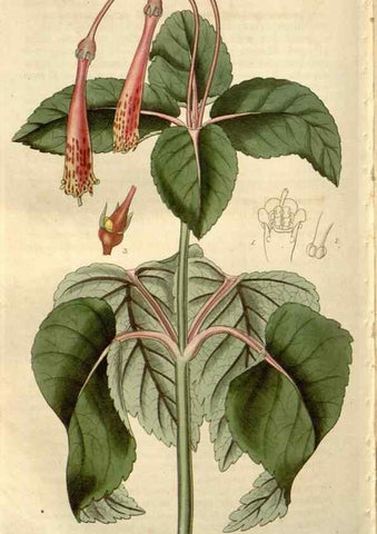 Reproducción/Reproduction 8611177560: Curtis's botanical magazine.. London ;New York [etc.] :Academic Press [etc.]